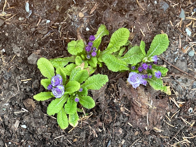 Primroses Primroses coming along, but I think they got a touch of frost this spring.