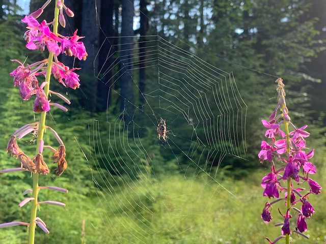 Spider Spider and web with fireweed anchors.