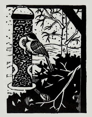 Black Capped Chickadee by Judy Cooper Black Capped Chickadee by Judy Cooper