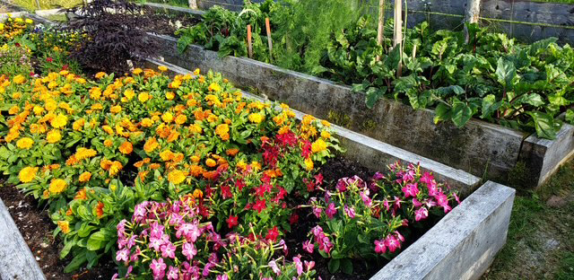 Calendula and something red and pink whose name I don’t remember. 