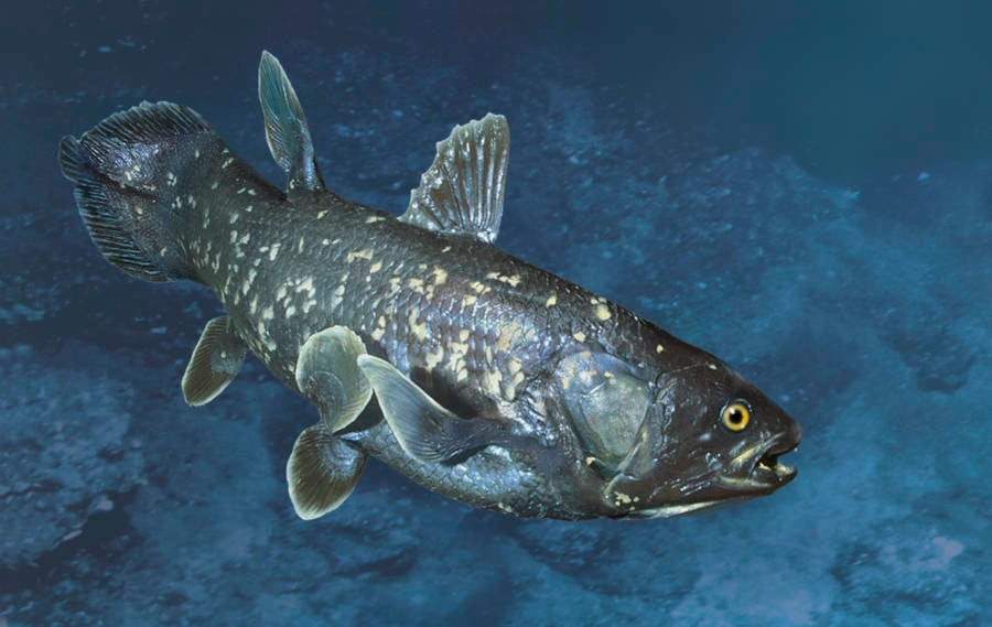 The coelacanth is considered to be the missing link between fish and tetrapods. In its environment, this two-meter fish is a beautiful irredescent blue. The coelacanth is considered to be the missing link between fish and tetrapods. In its environment, this two-meter fish is a beautiful irredescent blue.