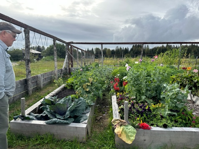 The community garden plot in September with cabbage, poppies, snapdragons, pansies, and cosmos in the foreground. Ah, and the garden-loving husband too.