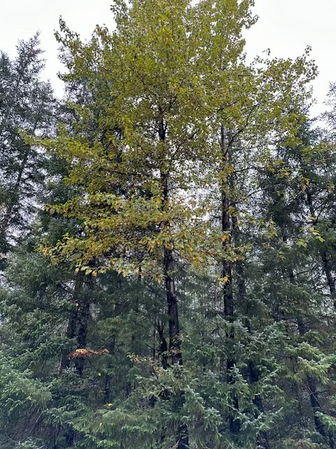 A changing Cottonwood tree. A changing Cottonwood tree.
