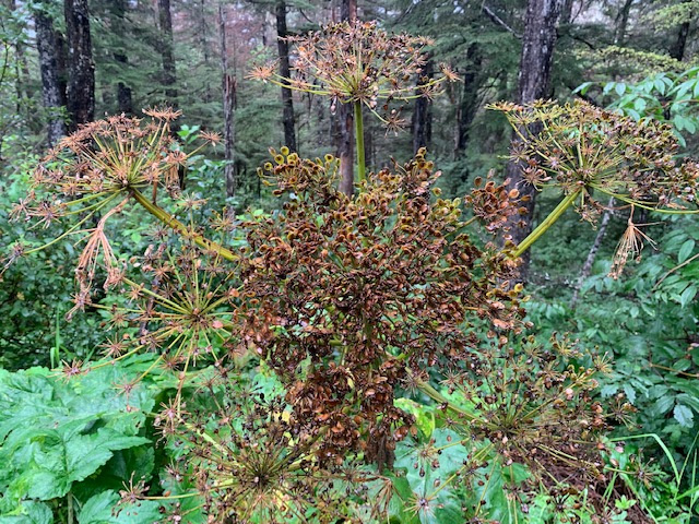 Decayed cow parsnip.