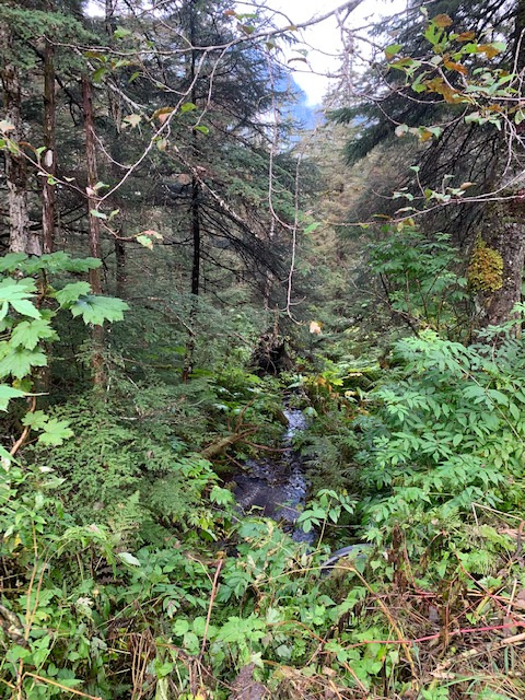 One of many creeks I crossed.