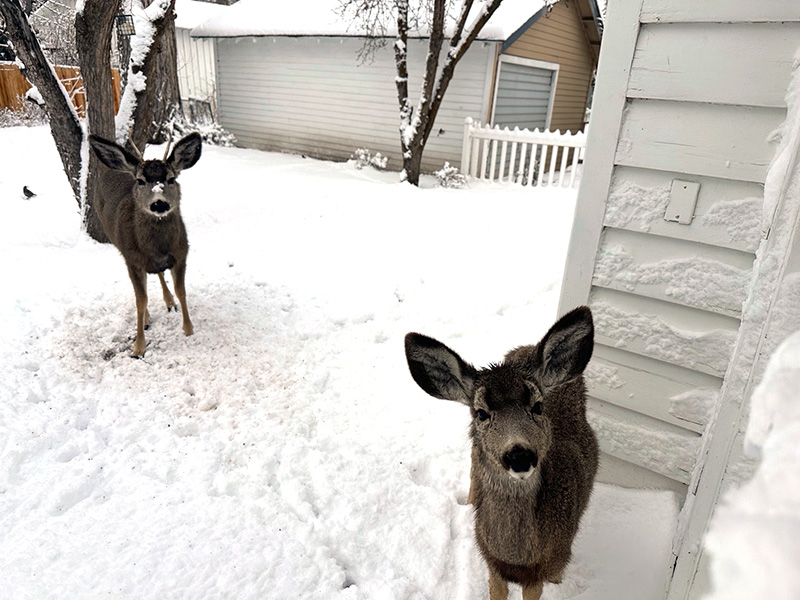 deer I stood three feet from this little fellow. Was he hoping I’d throw him some food since the grass was still unavailable?