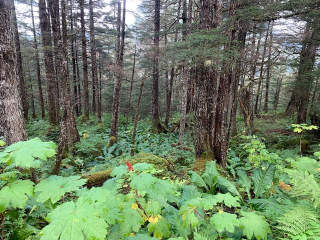 Devil’s club autumn berries.