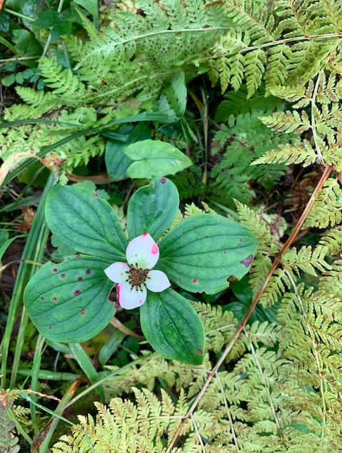 Dwarf dogwood turning.