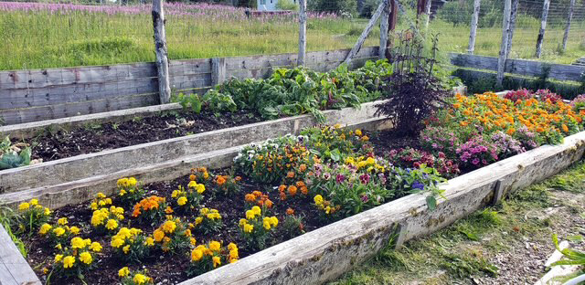 Flowers galore. The cabbage, broccoli, and cauliflower didn’t make it due to root maggots. Next year, we’ll cover their new beginnings.