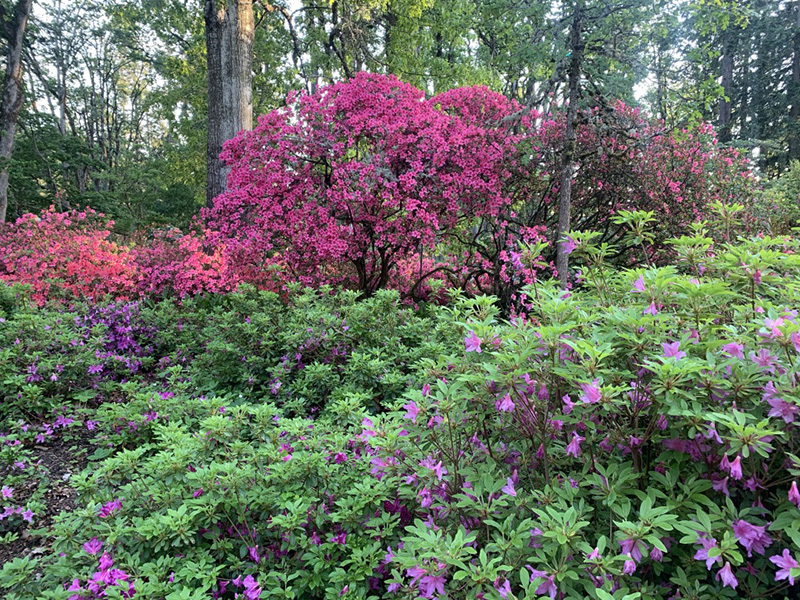Rhododendron and azaleas in Hendricks Park, Eugene, OR