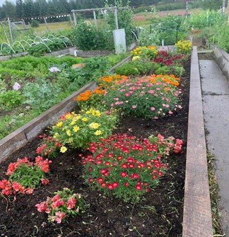 Flowers in our garden Flowers in our garden