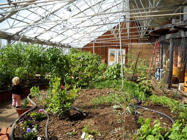 A toddler wanders the greenhouse. It's unfinished but at the same time grows plants. A toddler wanders the greenhouse. It's unfinished but at the same time grows plants.