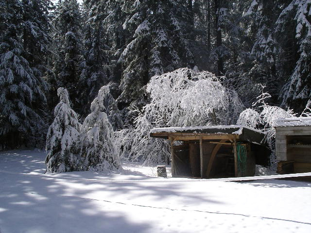 View out the door of my house in winter
