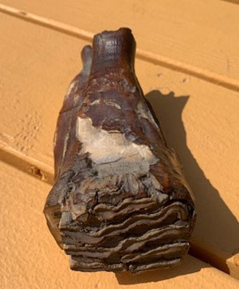 Half a  mammoth tooth, about 6 inches long, whose chewing end faces the camera.