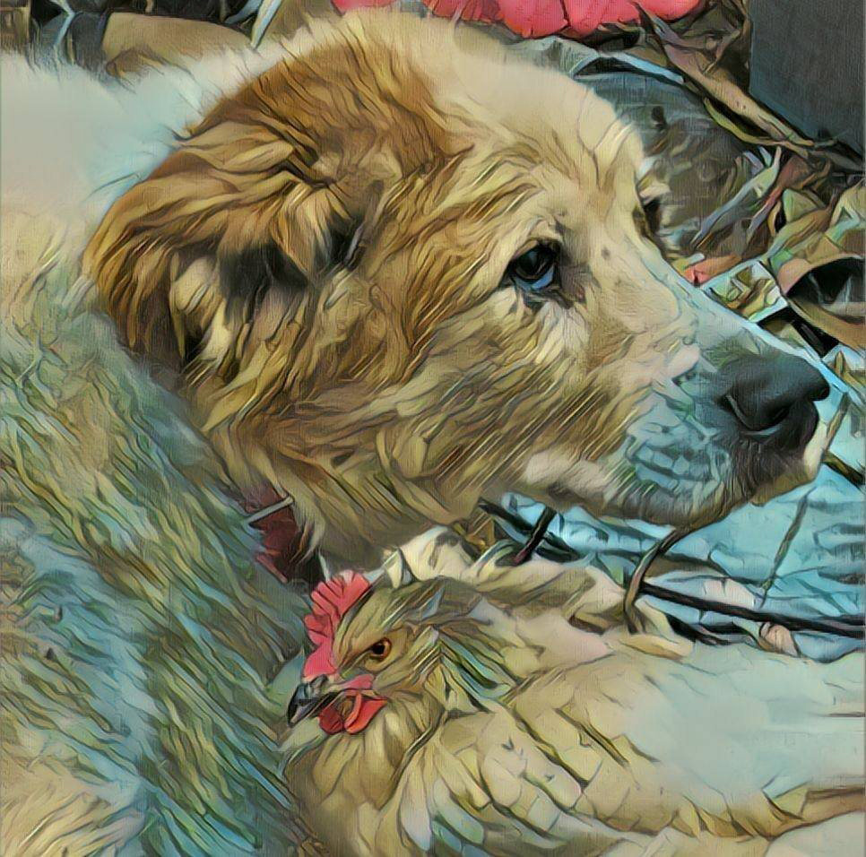 The older Max, still the protector of chickens and ducks. The older Max, still the protector of chickens and ducks.