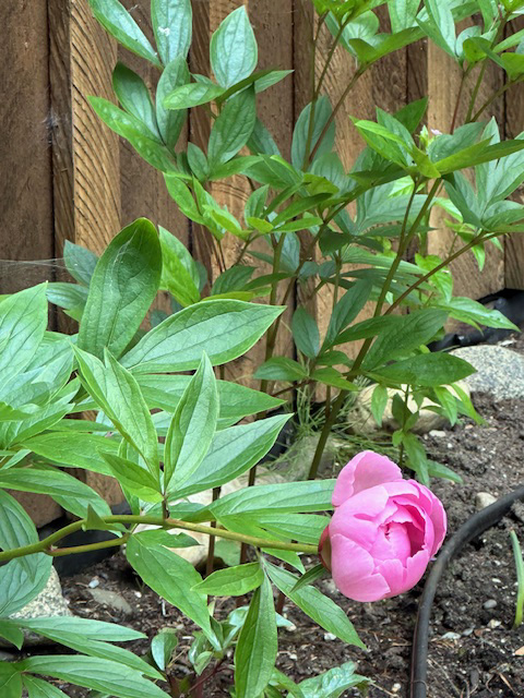 A peony from our garden. A peony from our garden.
