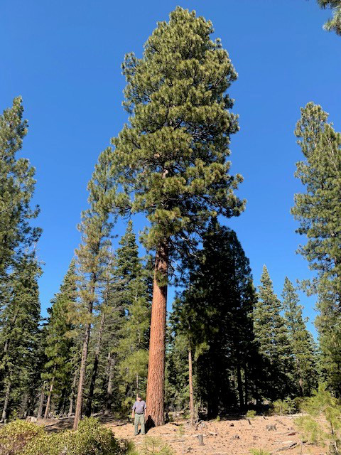 ponderosa pine