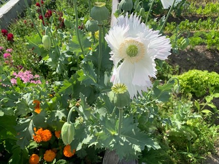 Poppies I love the poppies that spring up from last year.