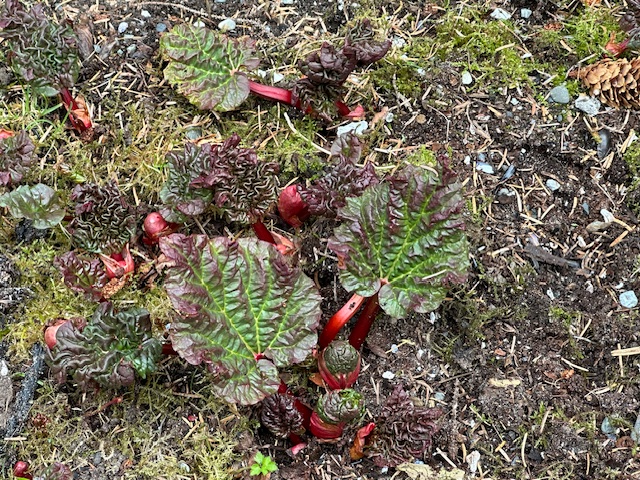 Rhubarb One of my favorites just emerging, rhubarb. Pies plus more relish and marmalade coming in the near future. One year these plants were two feet tall the end of April and I made a pie. Not this year, but by June, I’ll make a rhubarb pie, always my favorite. (No strawberries, just rhubarb.)