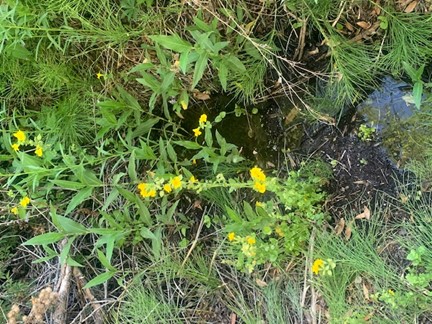 A stream that runs through town.